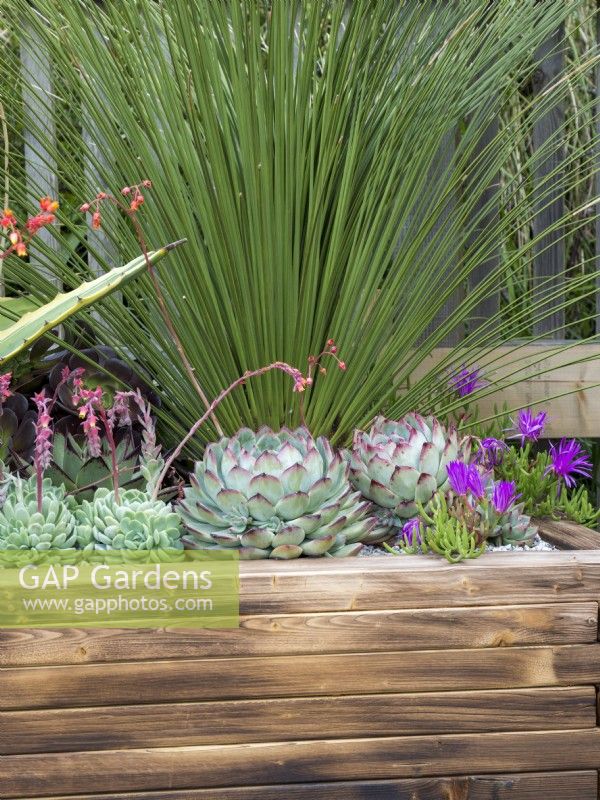 Large wooden planter with colourful succulents