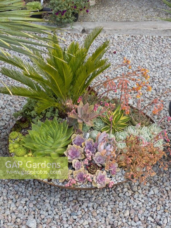 Metal brown container or fire pit planted with a Cycad and succulents