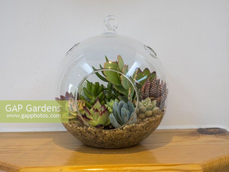 Glass bowl planted with Succulents