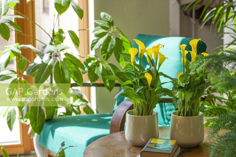 Indoor Plant mix with Zantedeschia, summer June