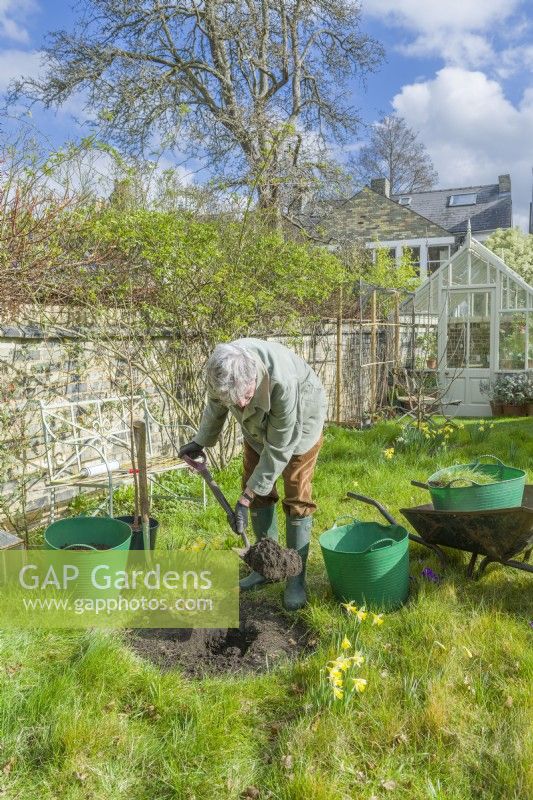 Morus nigra 'King James' - black mulberry 'Chelsea'. Planting a container grown mulberry tree in a garden. March. Step 3. 
Dig a hole large enough to comfortably accommodate the root ball.