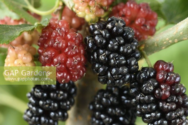 Morus  'Waisei-kirishima-shikinari'  Dwarf mulberry  Syn.  Morus rotundiloba Charlotte Russe  Ripe and unripe fruits  July

