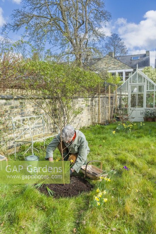 Morus nigra 'King James' - black mulberry 'Chelsea'. Planting a container grown mulberry tree in a garden. March. Just after planting a new fruit tree is a good opportunity to add some spring bulbs around the base.