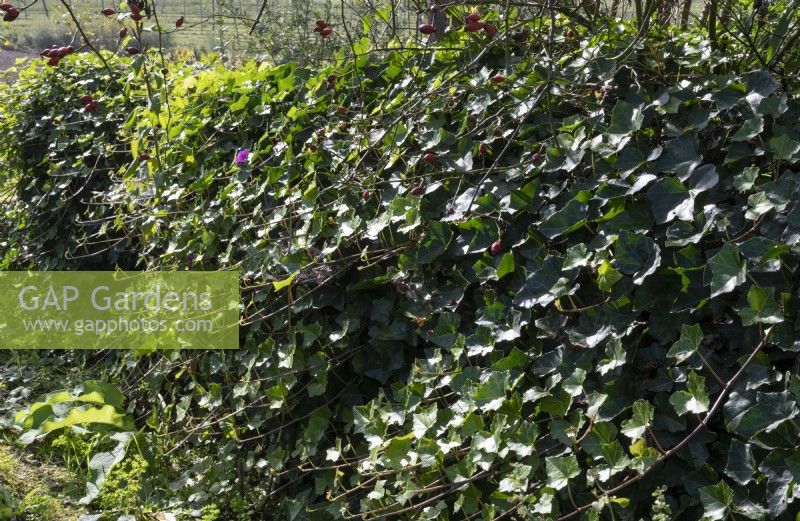 Privacy hedge of ivy and dog rose