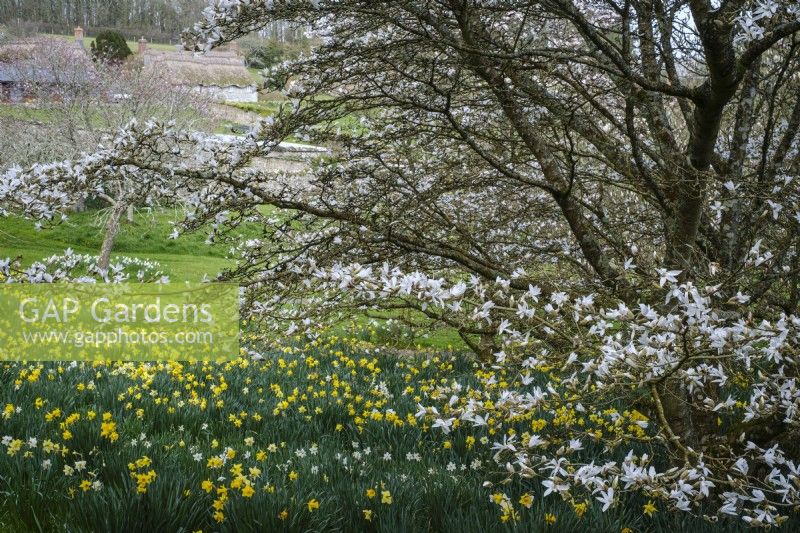 Naturalised spring bulbs flowering beneath mature magnolia trees