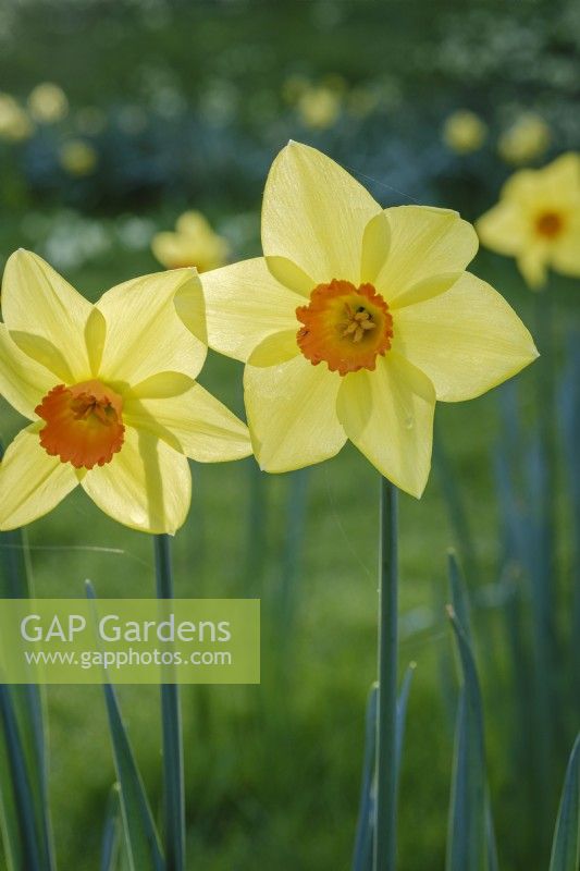 Naturalised Narcissus, daffodils in meadow in spring