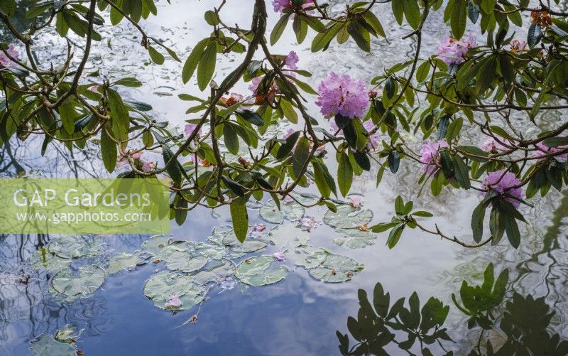 Rhododendron arborea growing over informal wildlife friendly pond.  Reflection in still water
