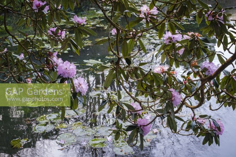 Rhododendron arborea growing over informal wildlife friendly pond.  Reflection in still water