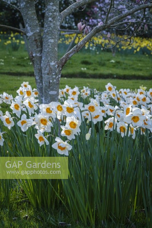 White Narcissus, daffodils in spring in meadow