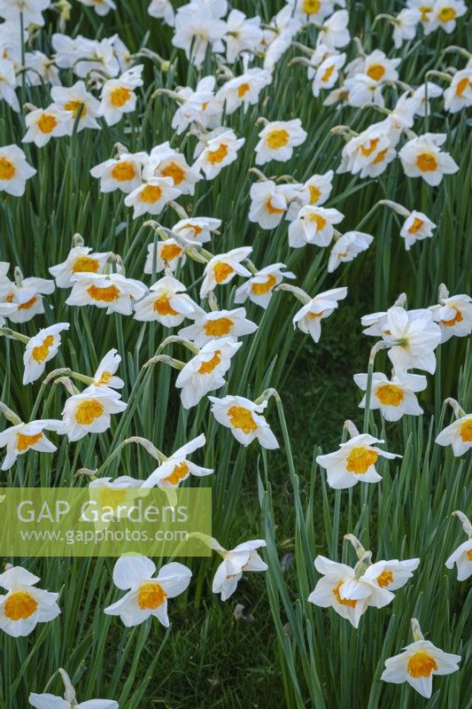 White daffodils in spring