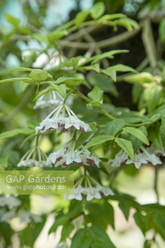Hoya lanceolata subsp. Bella - May