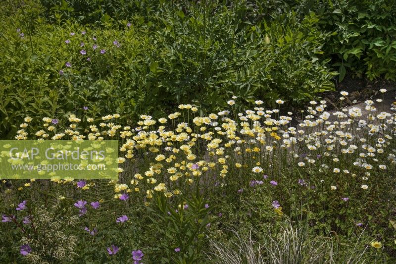 National Collection of Anthemis at Winterbourne Botanic Garden, June