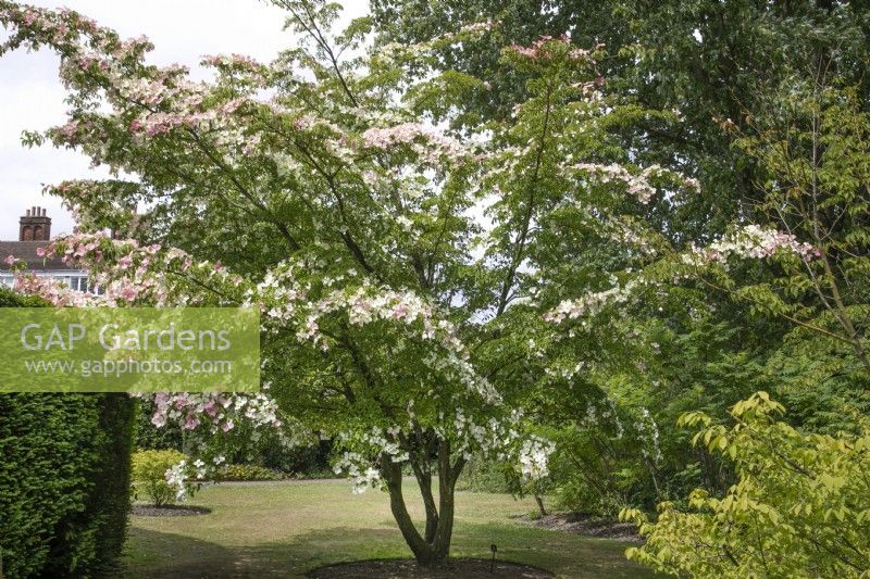 Cornus 'Norman Hadden' at Winterbourne Botanic Garden - June