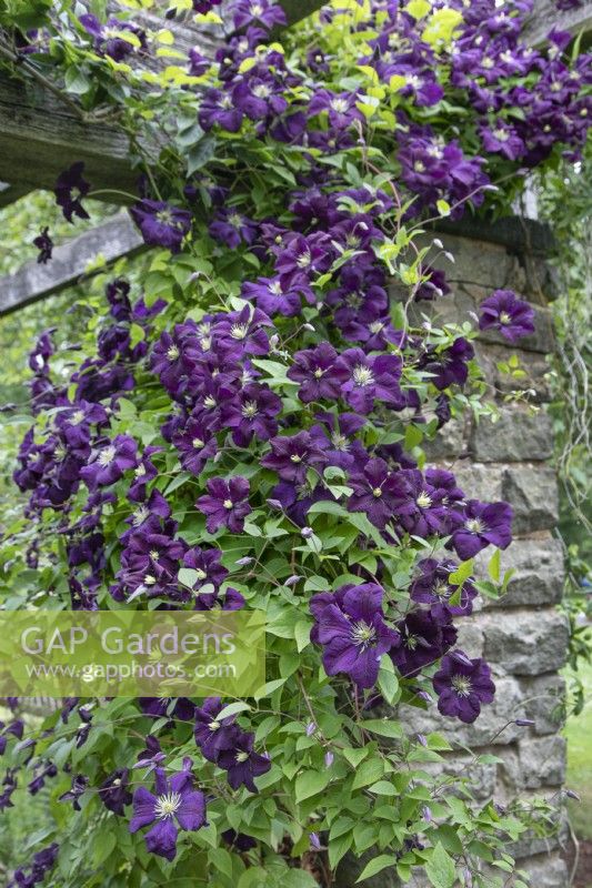 Clematis viticella 'Etoile Violette' climbing up a brick pergola at Winterbourne Botanic Garden - June