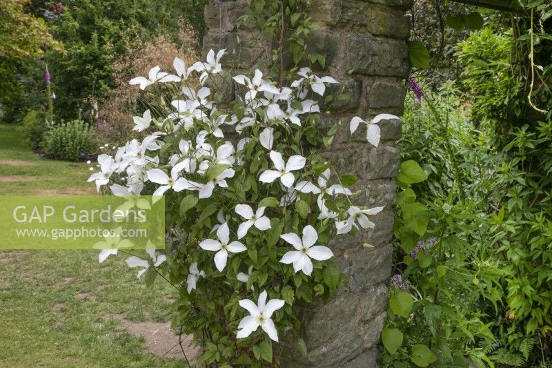 Clematis 'Forever Friends' climbing up a brick pergola at Winterbourne Botanic Garden - June
