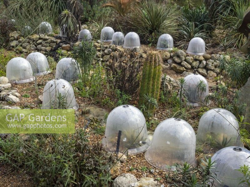 Winter protection. Agave plants protected with plastic domes for insulation and protection from frost.