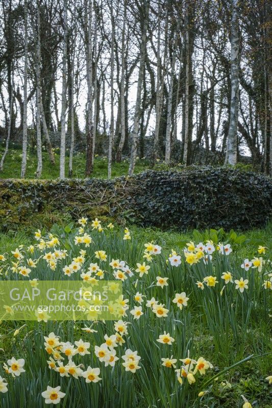 Naturalised spring daffodils in a spring garden