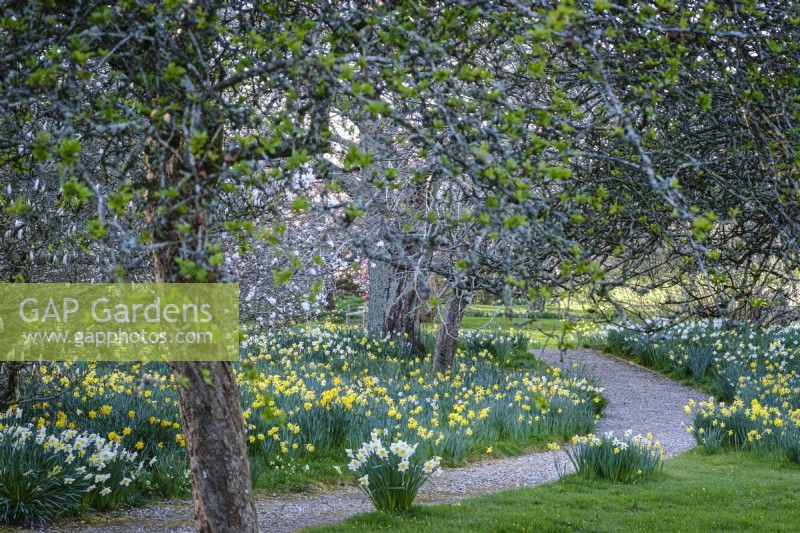 Meadow of naturalised daffodils in spring beneath trees with winding path 