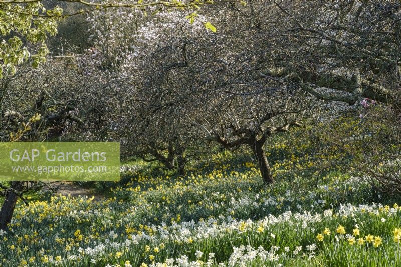 Meadow of naturalised narcissus, daffodils in spring beneath trees