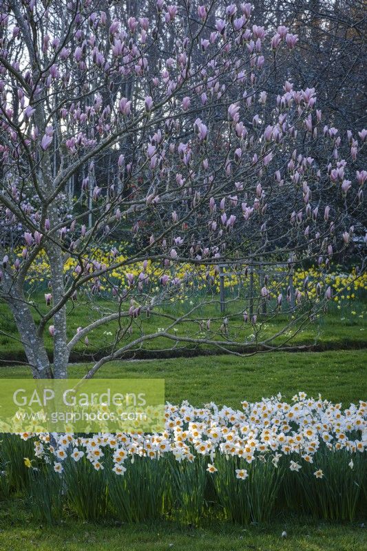 White daffodils in spring beneath Magnolia tree