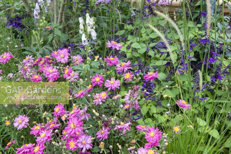 Perennial border with double pink Anemone, Pennisetum, Aconitum and Salvia 'Amistad'