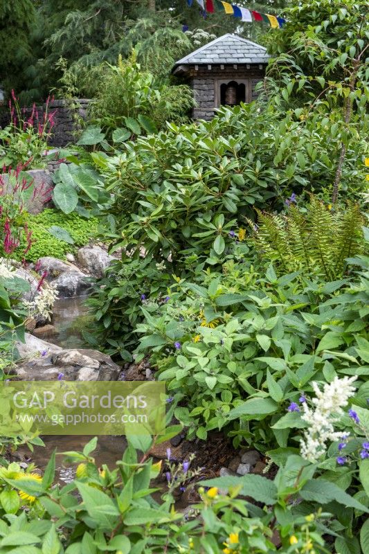 Stream winding through planting of Rhododendrons and Persicaria amplexicaulis - The Trailfinders 50th Anniversary Garden, RHS Chelsea Flower Show 2021