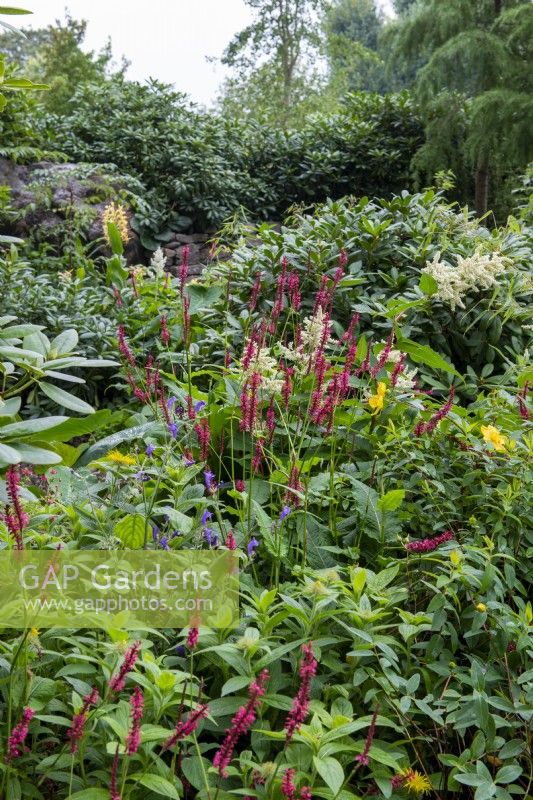 Persicaria amplexicaulis - The Trailfinders 50th Anniversary Garden, RHS Chelsea Flower Show 2021