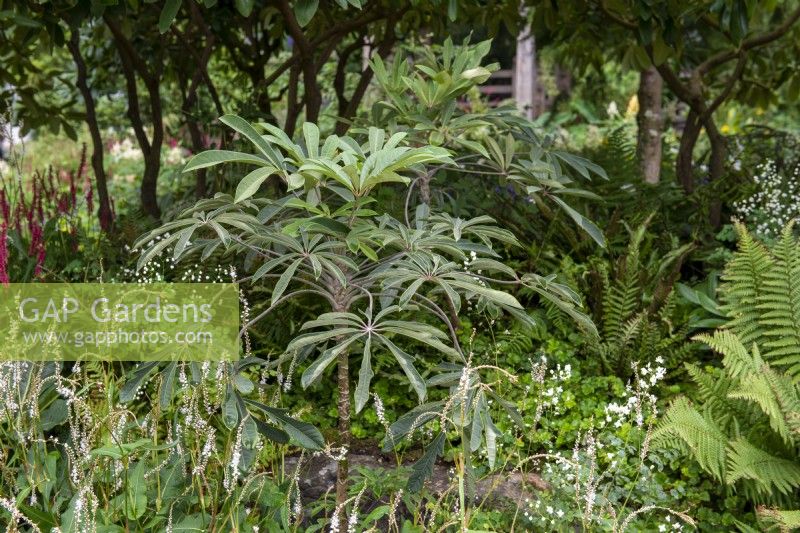 Schefflera rhododendrifolia with Persicaria 'Alba' - The Trailfinders 50th Anniversary Garden, RHS Chelsea Flower Show 2021