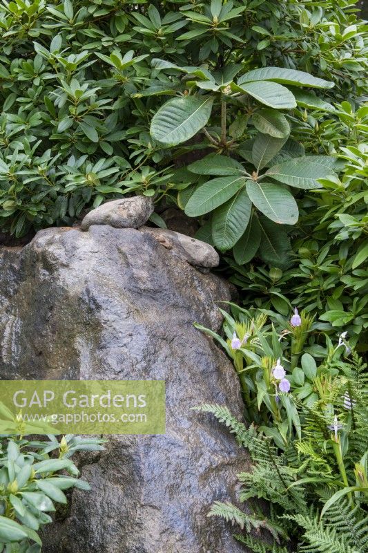 Stone boulder with damp, shade loving plants -  The Trailfinders 50th Anniversary Garden, RHS Chelsea Flower Show 2021