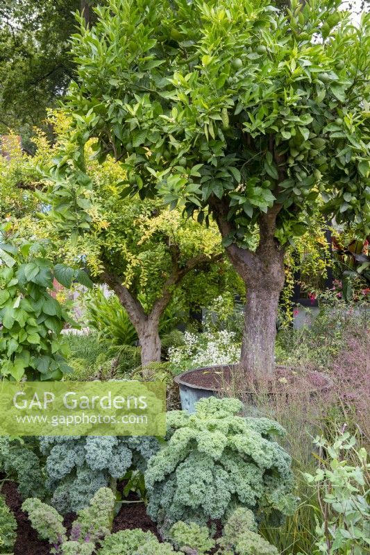 Citrus tree in a lead planter surrounded by mix of grasses and brassicas - RHS COP26 Garden, RHS Chelsea Flower Show 2021