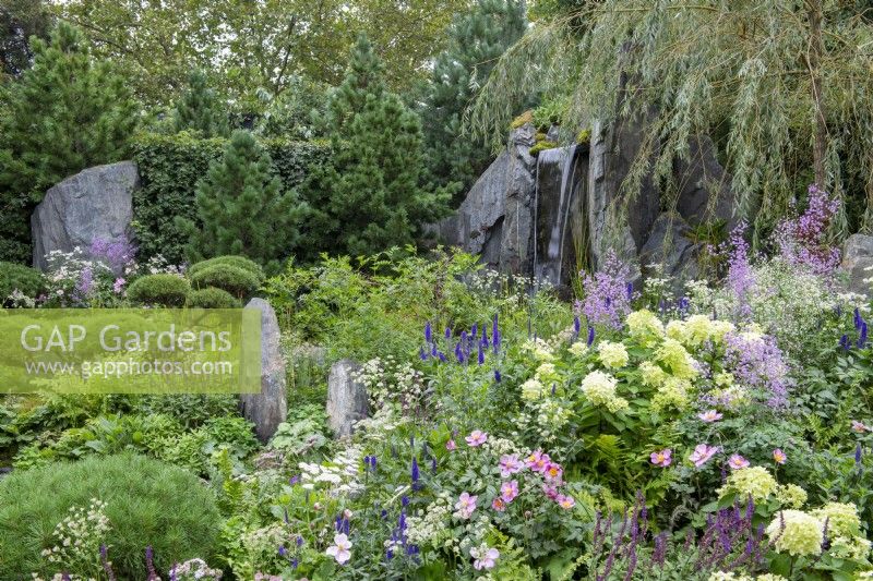 Late summer planting of Hygrangea sp., Veronica longifolia, Anemone x hybrida, Thalictrum 'Hewitts Double', and Salvia 'Caradonna', with rocks placed between planting - Bodmin Jail: 60 Degrees East, A Garden between Continents - RHS Chelsea Flower Show 2021