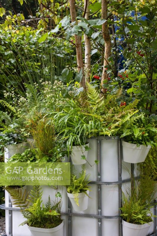 IBC containers with hanging pots of ferns and grasses - The IBC Pocket Forest Garden, RHS Chelsea Flower Show 2021