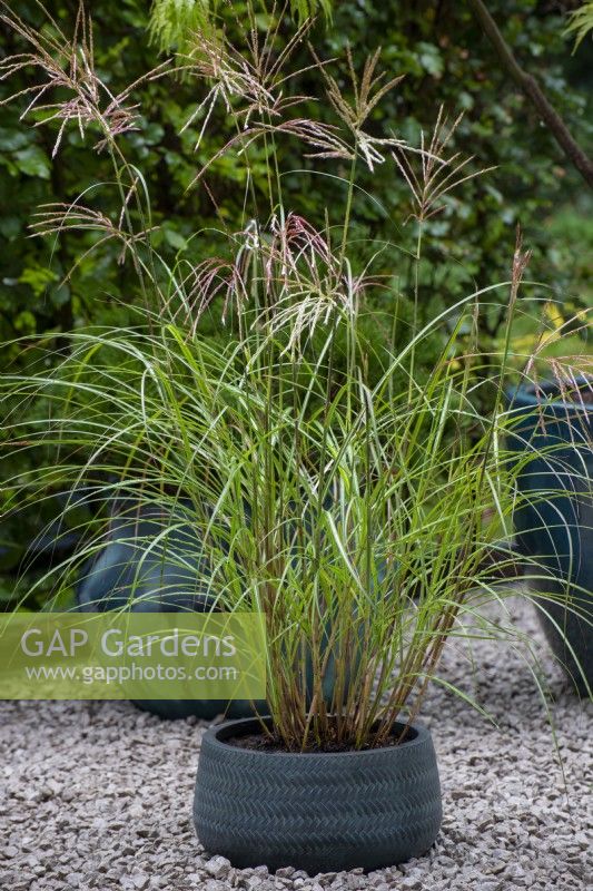 Miscanthus sinensis in a low container on gravel - A Tranquil Space in the City, RHS Chelsea Flower Show 2021