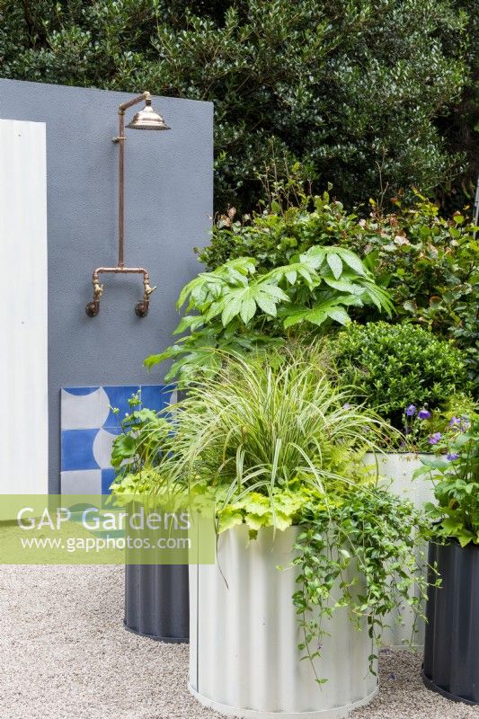 Corrugated steel containers with Carex 'Ice Dancer' next to an outdoor shower with large leaves of Fatsia japonica, Ilex crenata and Carex 'Ice Dancer' - The Hot Tin Roof Garden, RHS Chelsea Flower Show 2021