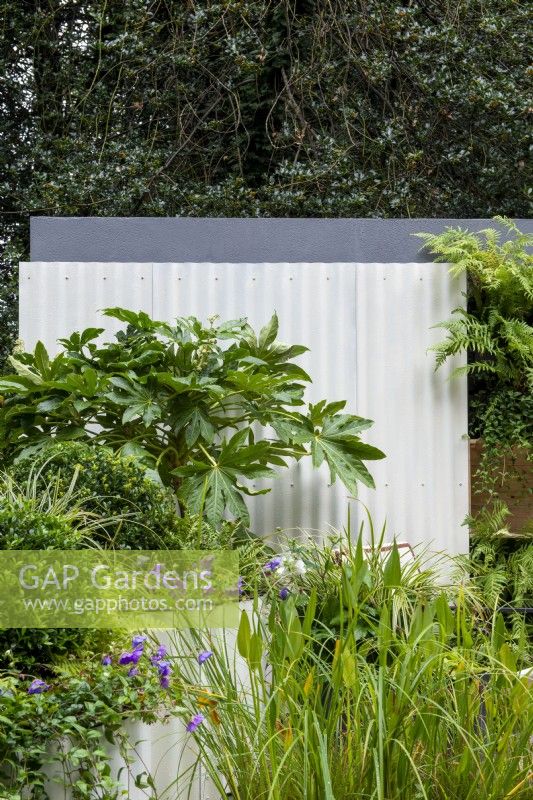 Large leaved Fatsia japonica set against a corrugated iron screen - The Hot Tin Roof Garden, RHS Chelsea Flower Show 2021