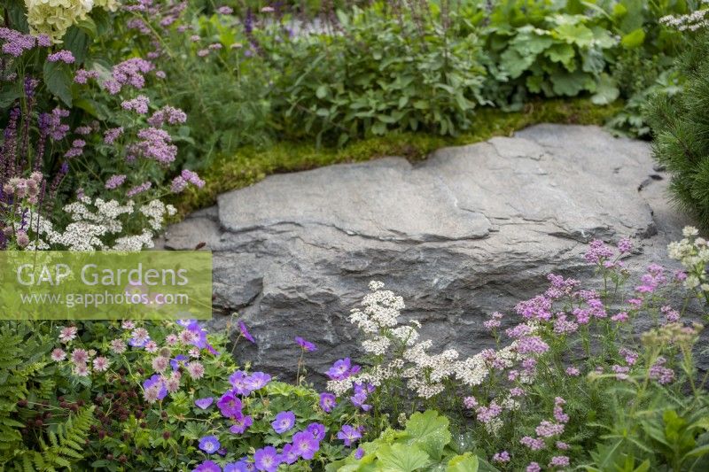 Soft planting of Achillea millefolium with Geranium 'Rozanne' surrounding stone boulders - Bodmin Jail: 60 Degrees East - A Garden between Continents, RHS Chelsea Flower Show 2021