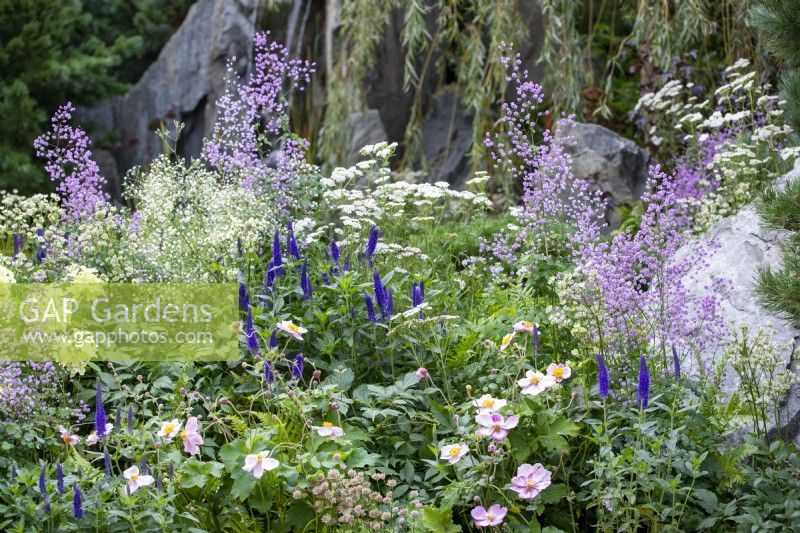 Late summer planting  featuring Veronica longifolia, Anemone x hybrida, Thalictrum 'Hewitts Double', and Astrantia major 'Star of Billion - Bodmin Jail: 60 Degrees East, A Garden between Continents, RHS Chelsea Flower Show 2021