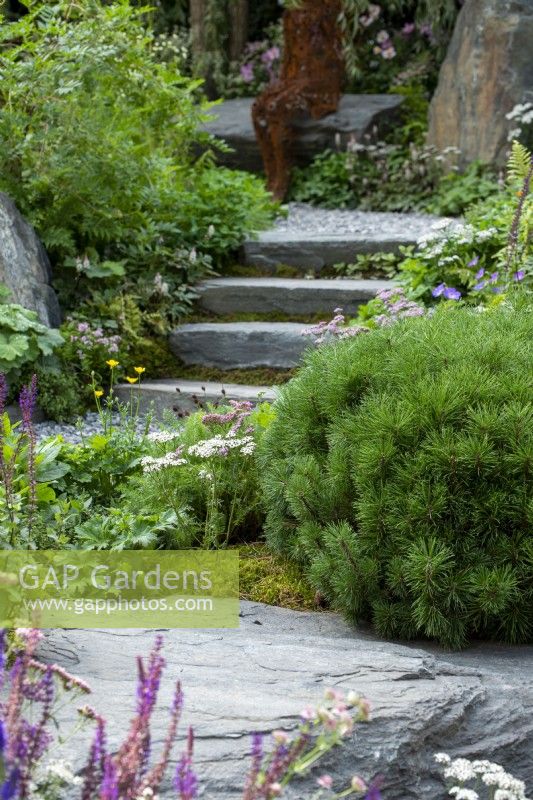 Stone steps leading up between plants including Pinus mugo 'Gnom' and Achillea millefolium - Bodmin Jail: 60 Degrees East - A Garden between Continents, RHS Chelsea Flower Show 2021