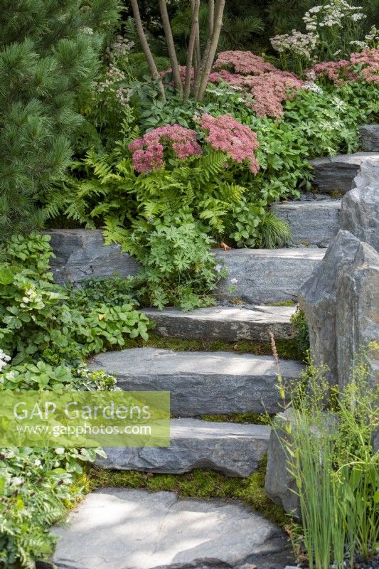 Stone steps leading up past planting of Sedums, ferns, wild Strawberries and Geranium - Bodmin Jail: 60 Degrees East - A Garden between Continents, RHS Chelsea Flower Show 2021