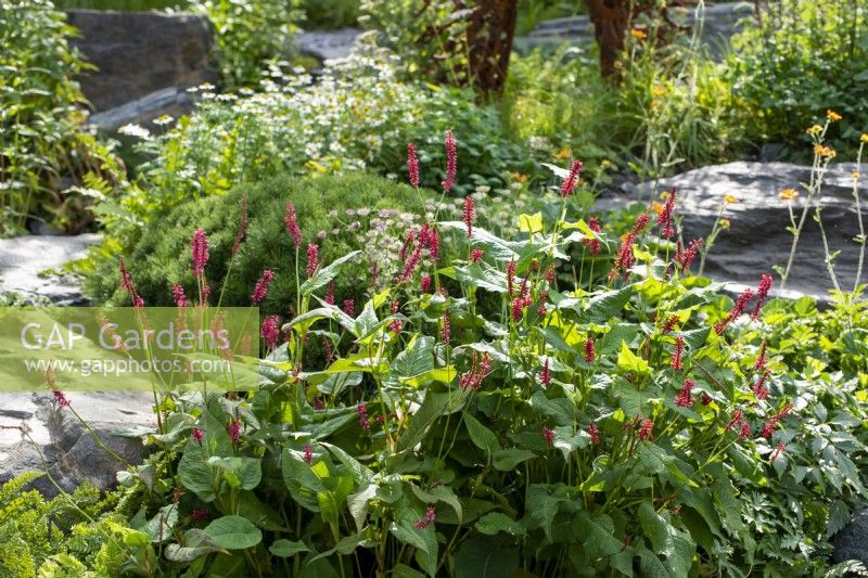 Persicaria amplexicaulis - Bodmin Jail: 60 Degrees East - A Garden between Continents, RHS Chelsea Flower Show 2021