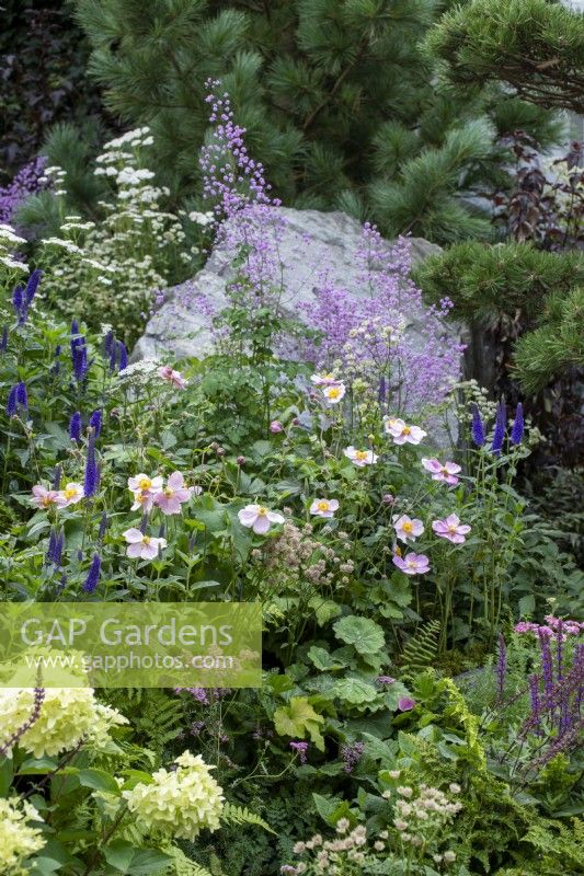 Late summer planting of Hygrangea sp., Veronica longifolia, Anemone x hybrida, Thalictrum 'Hewitts Double', Achillea millefolium and Salvia 'Caradonna' - Bodmin Jail: 60 Degrees East, A Garden between Continents - RHS Chelsea Flower Show 2021