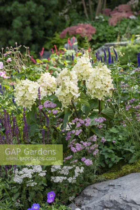 Late summer planting of Hygrangea sp., Veronica longifolia, Anemone x hybrida, Thalictrum 'Hewitts Double', Salvia 'Caradonna' and Achillea millefolium - Bodmin Jail: 60 Degrees East, A Garden between Continents - RHS Chelsea Flower Show 2021