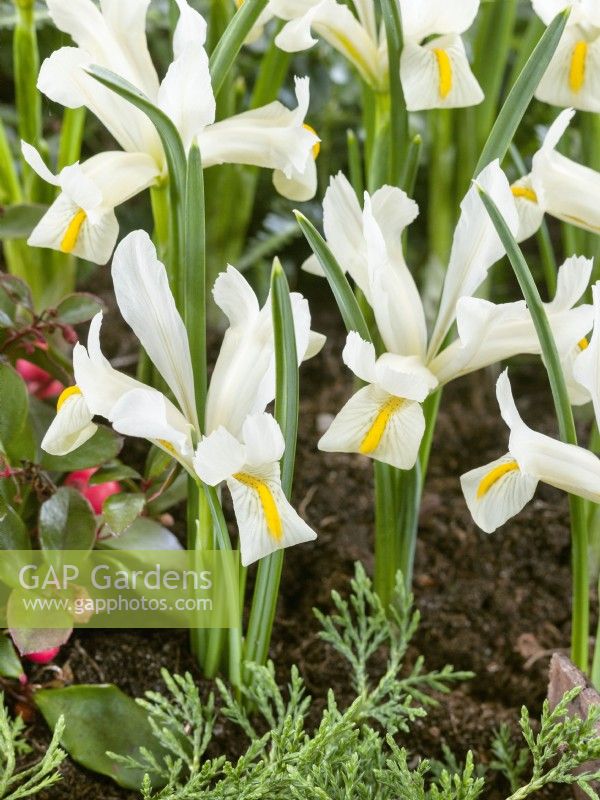 Iris reticulata Louise, spring March