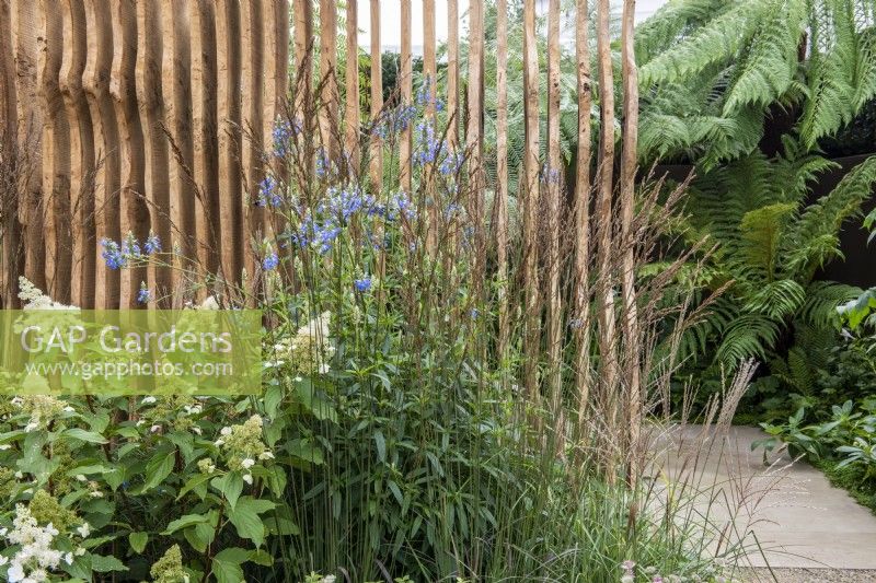 Hydrangea paniculata, Miscanthus sinensis and Salvia uliginosa 'Ballon Azul' in front of carved oak louvred wall, paved path leads round to shady planting of Dicksonia antarctica - The Boodles Secret Garden, RHS Chelsea Flower Show 2021