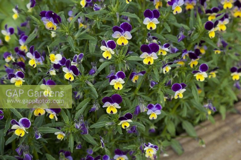Viola tricolour - Heartsease growing in raised bed.