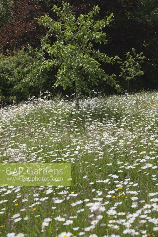 meadow filled with white  Oxeye Daisies - Leucanthemum vulgare around Malus 'Red Sentinel ' Crab apple
