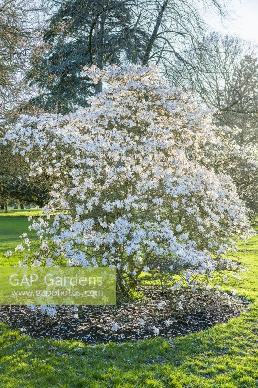 Magnolia stellata 'Royal Star' - star magnolia. Mature shrub flowering in March