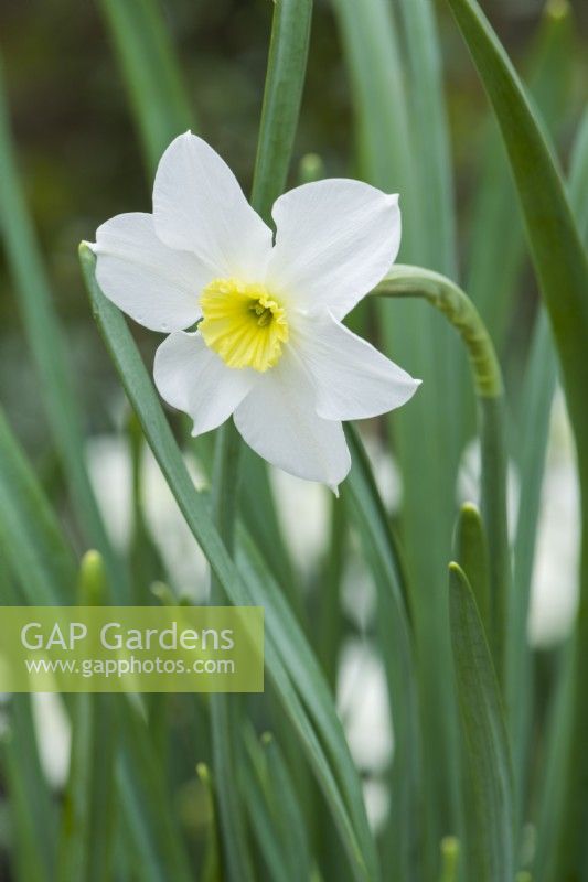 Narcissus 'Segovia' - dwarf small-cupped daffodil. Closeup of scented flower. April.