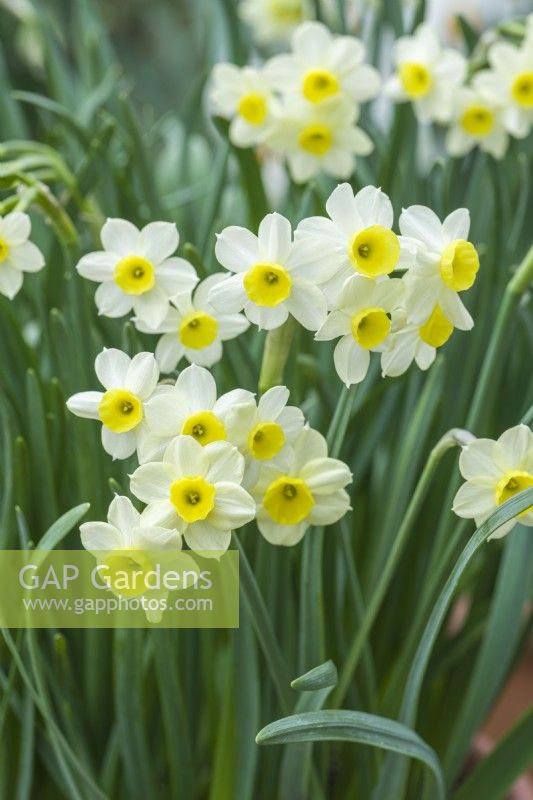 Narcissus 'Minnow' - dwartf daffodil. Closeup of flowers. April.