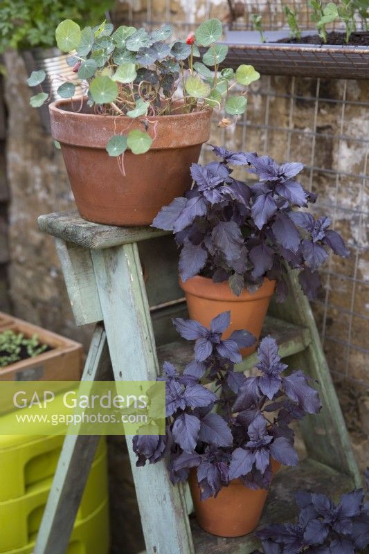 Purple basil and nasturtiums growing in pots displayed on a rustic wooden ladder